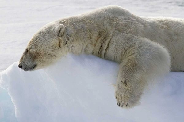 Norway, Svalbard Polar bear asleep on ice ridge